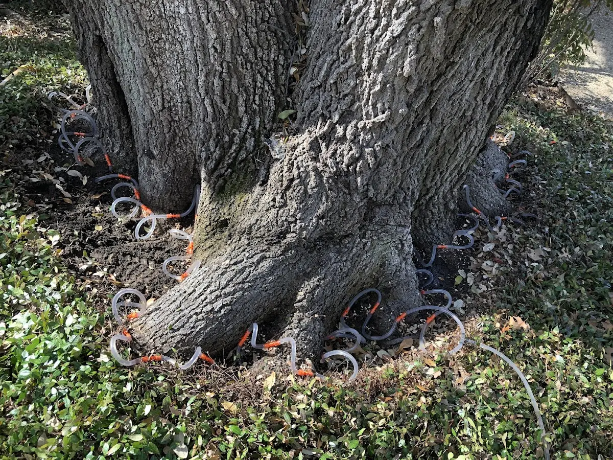 Detailed Tree Cabling and Bracing job site in Coinjock